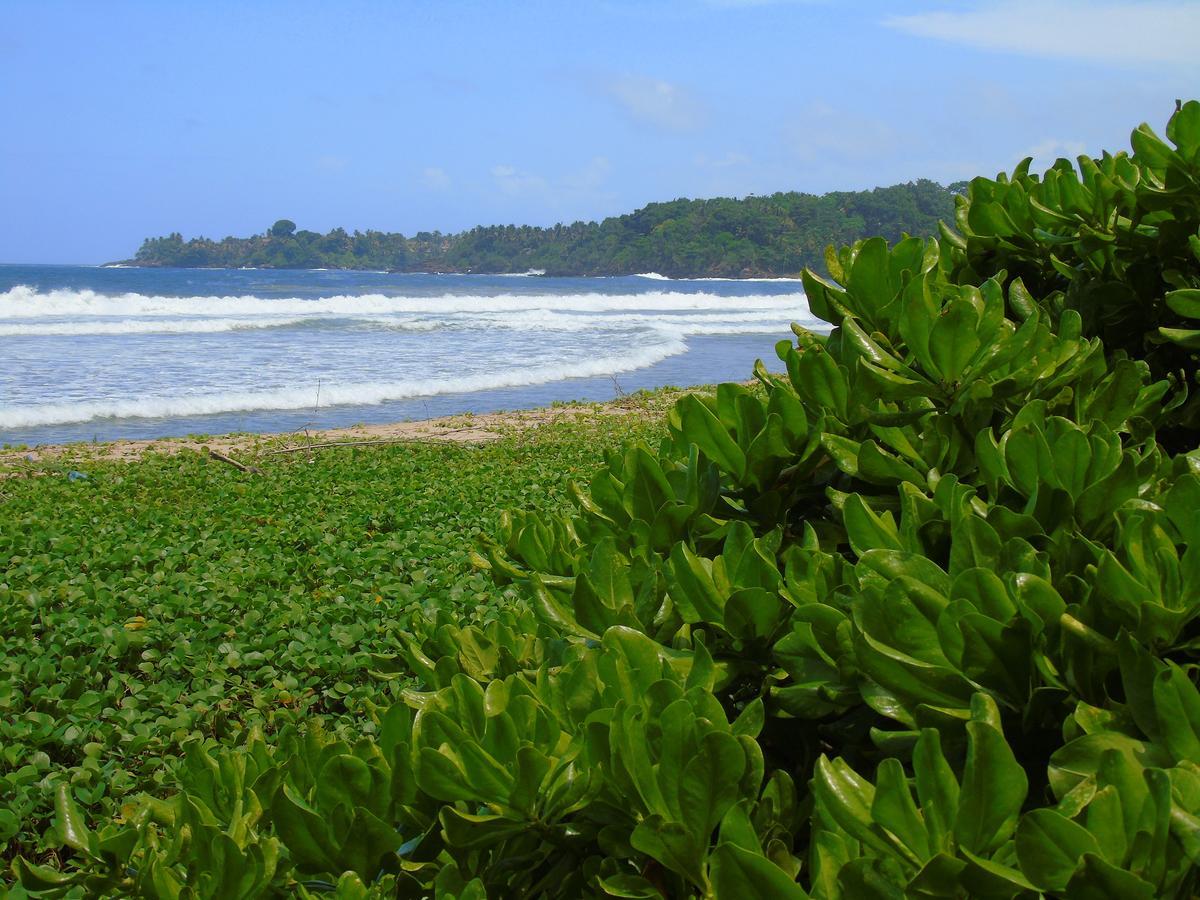 Talalla Coconut Hotel المظهر الخارجي الصورة